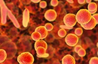 Cell culture: how to avoid contamination ?