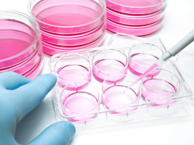 Cell culture: how to avoid contamination?
